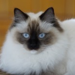 Holly - 11 mois - Chatterie Ragdolls du Val de Beauvoir